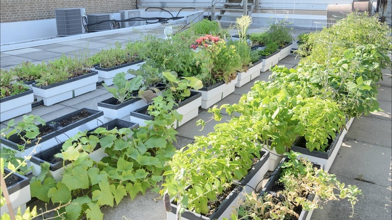 rooftop garden benefits
