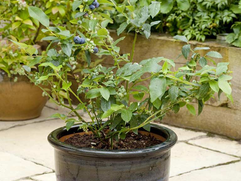 blueberry tree in jar