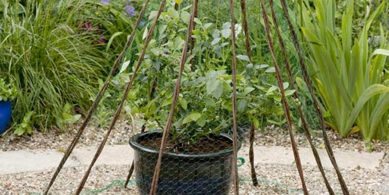 How to grow blueberries in containers