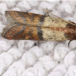 How to remove moths from wood