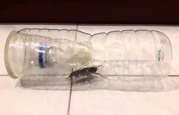 How to Get Rid of Cockroaches Forever With Trap and Natural Remedies