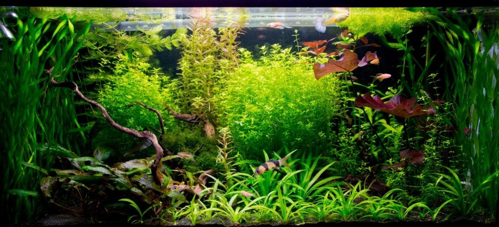 how to fertilize aquarium plants naturally