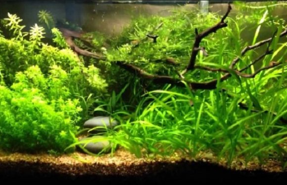 How to Fertilize Aquarium Plants Naturally