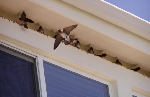 How to Keep Birds From Nesting Under Roof