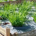How to Grow Chives Indoors