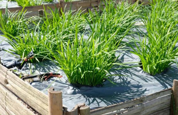 How to Grow Chives Indoors and Outdoors Yourself