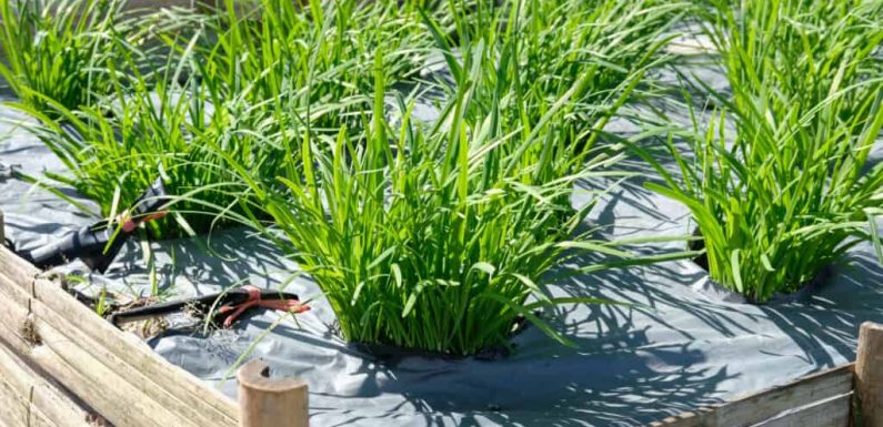 How to Grow Chives Indoors and Outdoors Yourself