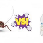 how to get rid of roaches with vinegar
