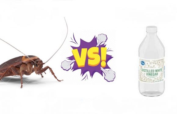 How to Get Rid of Roaches Overnight With Vinegar