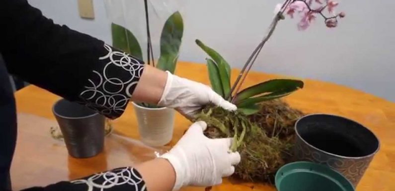 How to Revive an Orchid Quickly and Correctly