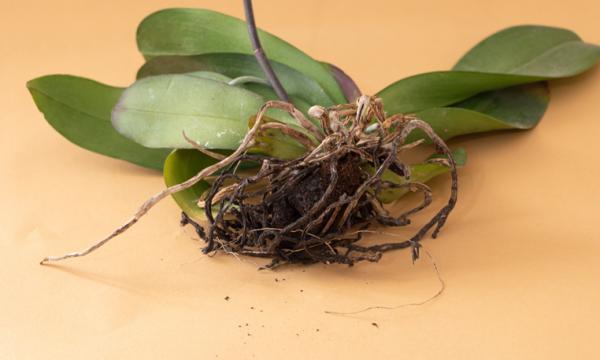 How to revive an orchid with dried roots