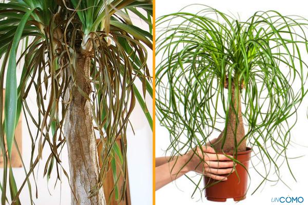how to care for a ponytail palm