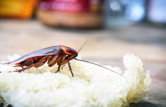 how to get rid of cockroaches in kitchen cabinets