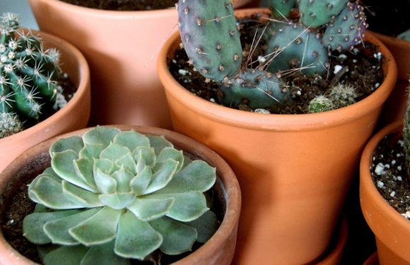 How to Use Succulents in Your Gardening?