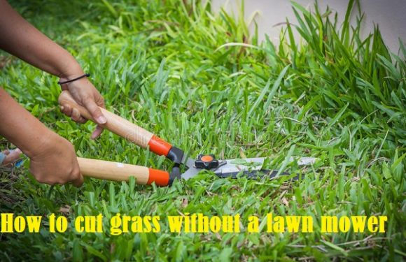 How to cut grass without a lawn mower?