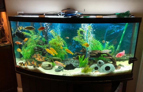 Absolute Best Spots To Setup A Fish Tank In Your Home!