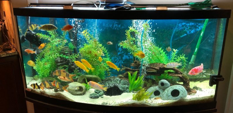 Absolute Best Spots To Setup A Fish Tank In Your Home!