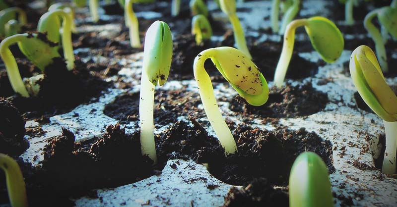 common mistakes when growing seeds