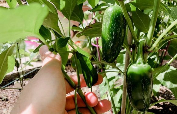 How and When to Pick Jalapenos?