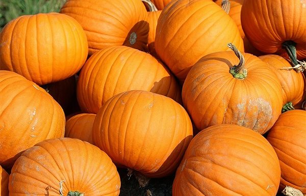 How long do pumpkins last?