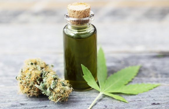 Cbd Oil For Dogs – What Should Pet Owners Know About It Before They Choose This Route
