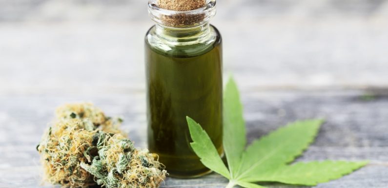 Cbd Oil For Dogs – What Should Pet Owners Know About It Before They Choose This Route