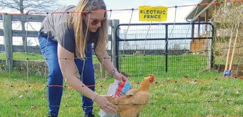 How Can You Easily Install Electric Fence for Your Poultry Farm?