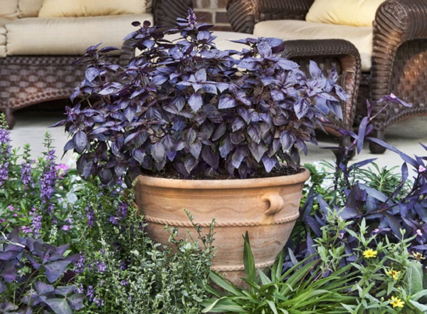 Purple basil