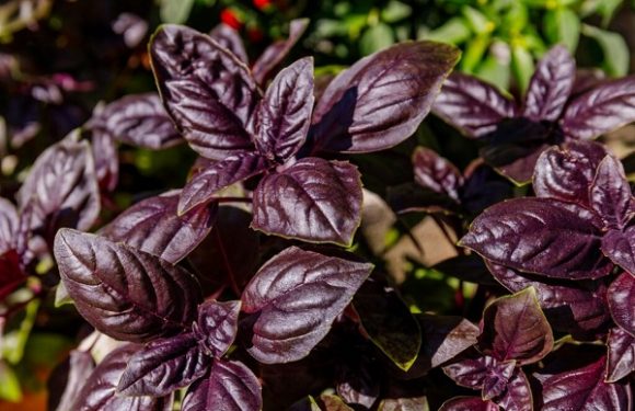 Purple basil: Care and what it is for