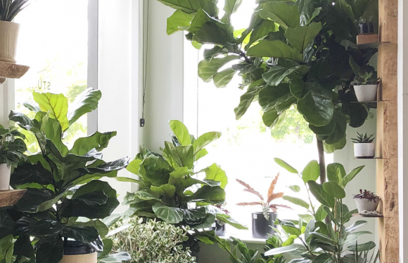 Tips for Growing Fiddle Leaf Fig as a House Plant