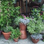 Beautiful Outdoor Potted Plants