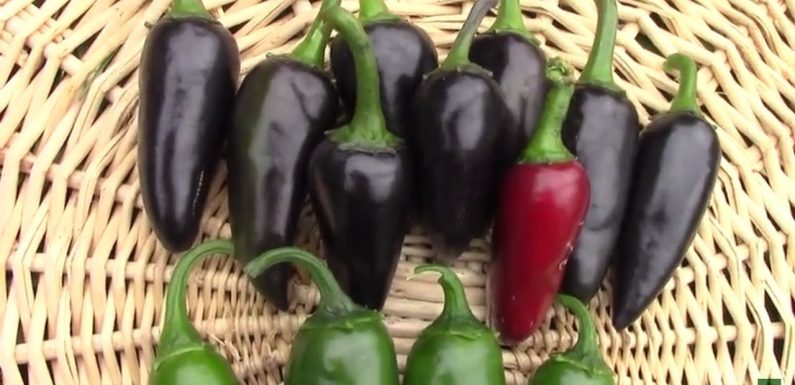 What to do when jalapenos turning black