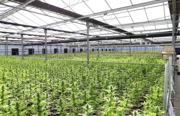 A Guide to Cannabis Production Process