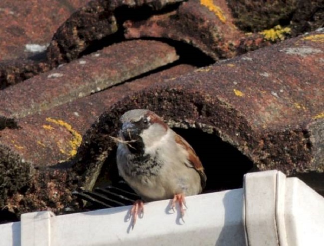 How to Get Bird Out of Garage