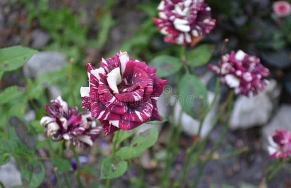 How to Grow Black Dragon Rose