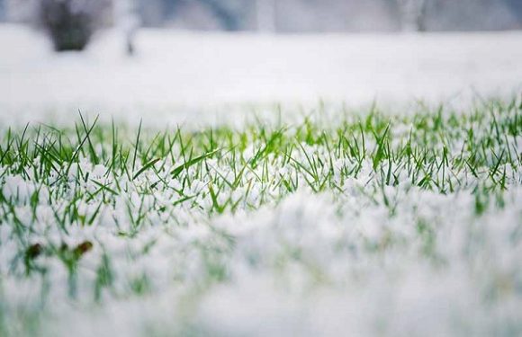 The Problem With Snow On Grass