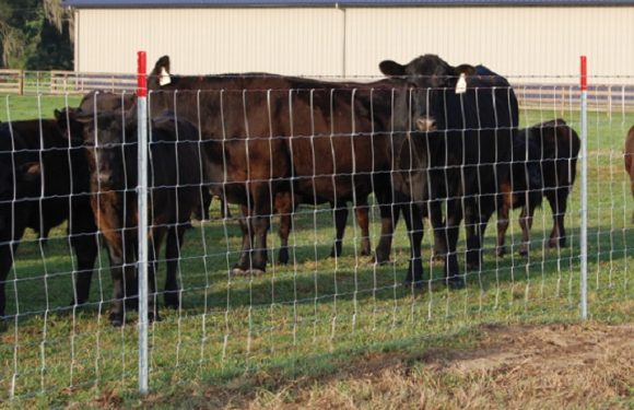 What Fencing Do You Need to Make a Field Secure for Livestock