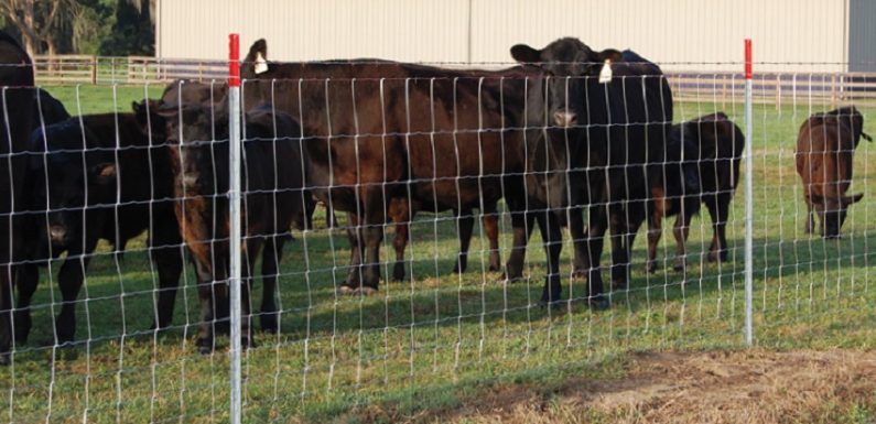 What Fencing Do You Need to Make a Field Secure for Livestock
