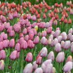 spring planted bulbs to add interest to your garden
