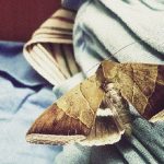 Moth Prevention Tips for a Pest-Free Home