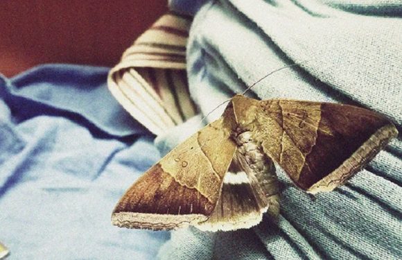 4 Useful Moth Prevention Tips for a Pest-Free Home