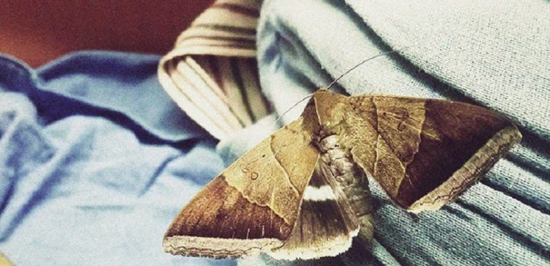 4 Useful Moth Prevention Tips for a Pest-Free Home
