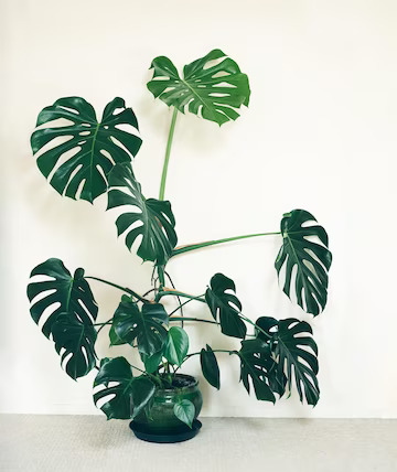 How Much Light Do Monstera Plants Need