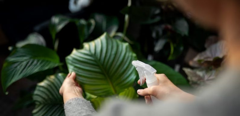 Discover the Perfect Monstera direct sunlight Conditions