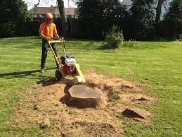 How to Remove a Garden Tree Stump
