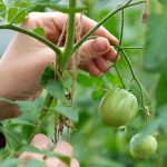 What Causes Bumps On Tomato Stems
