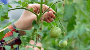 What Causes Bumps On Tomato Stems