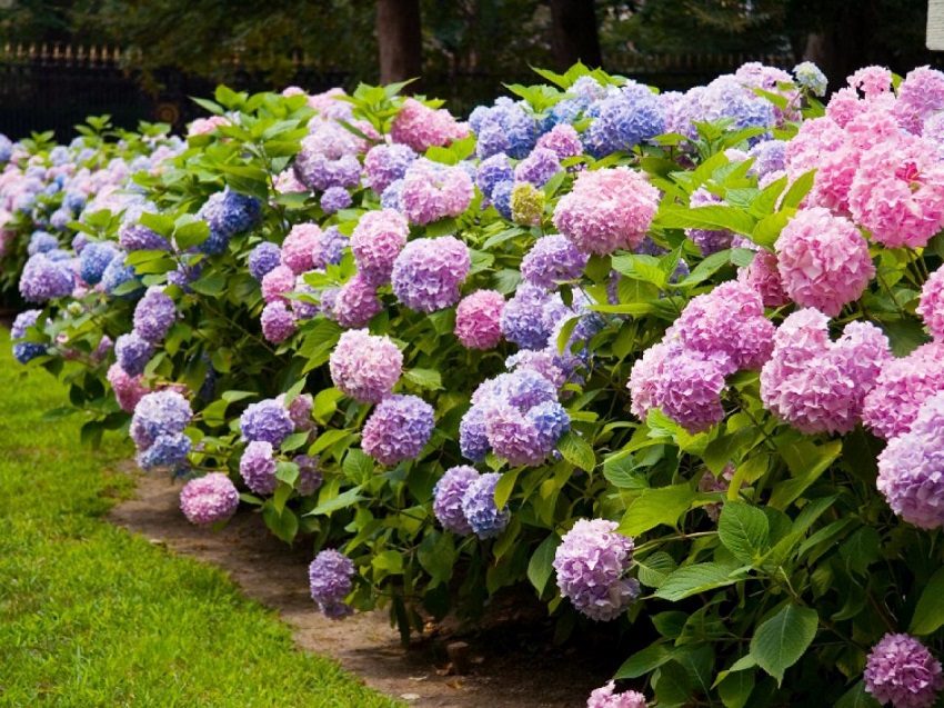 What is the Best Location to Plant a Hydrangea