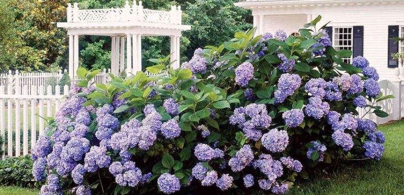 What is the Best Location to Plant a Hydrangea?
