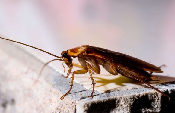 Is it Common to Have Roaches in Texas?